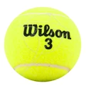 Tennisbälle Wilson  Championship (4 Pack)